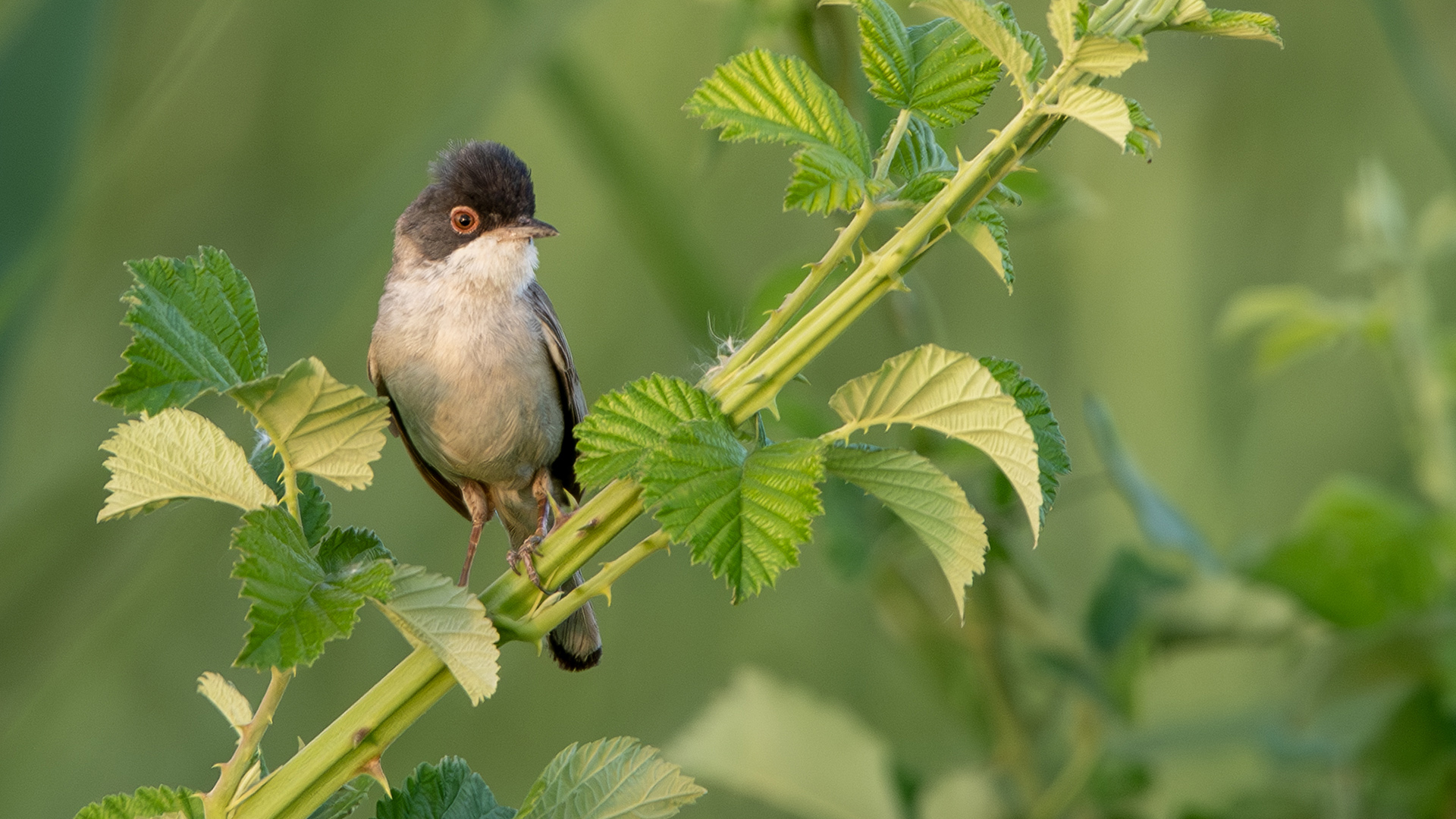 Menetries's Warbler